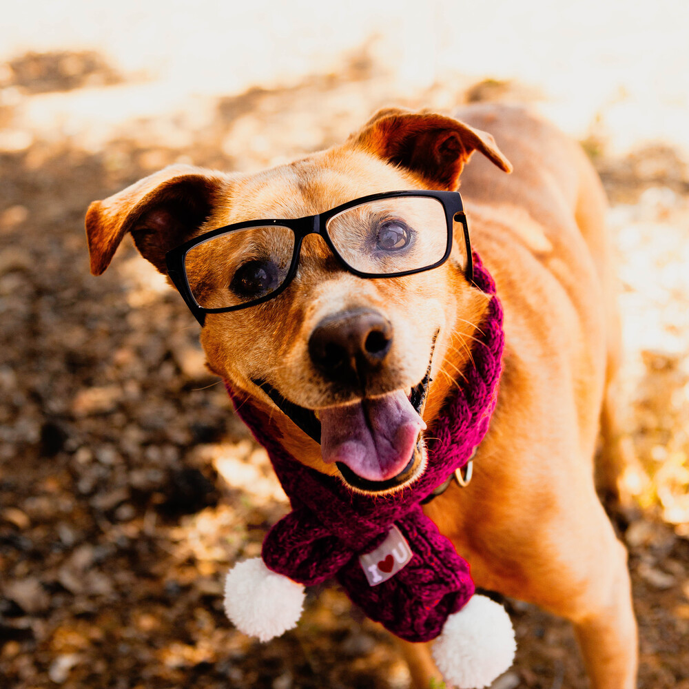 Dog for adoption - Benji, a Carolina Dog & Retriever Mix in Jamestown ...