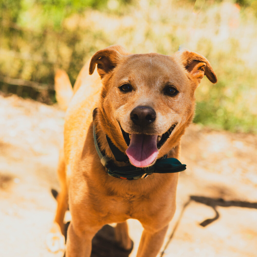 Benji, an adoptable Carolina Dog, Labrador Retriever in Jamestown, CA, 95327 | Photo Image 2