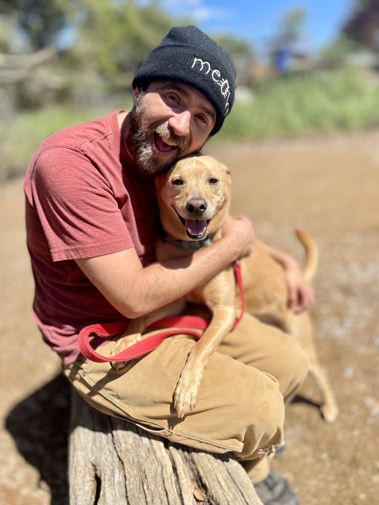 Benji, an adoptable Carolina Dog, Labrador Retriever in Jamestown, CA, 95327 | Photo Image 3