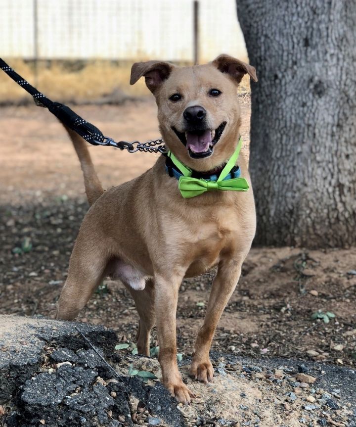 Benji, an adoptable Carolina Dog & Retriever Mix in Jamestown, CA_image-4