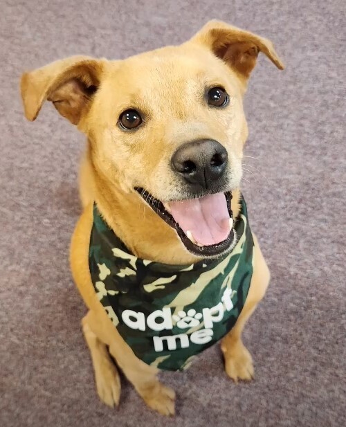 Benji, an adoptable Carolina Dog, Labrador Retriever in Jamestown, CA, 95327 | Photo Image 4