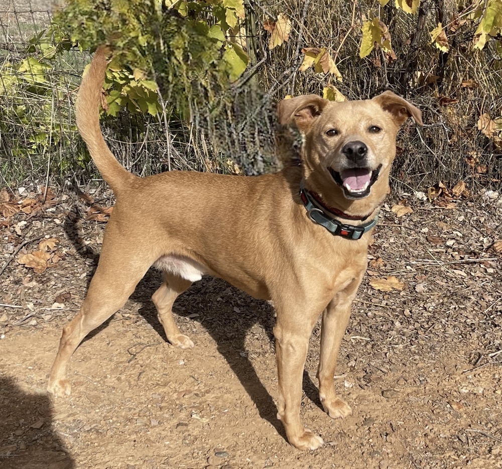 Benji, an adoptable Carolina Dog, Labrador Retriever in Jamestown, CA, 95327 | Photo Image 5