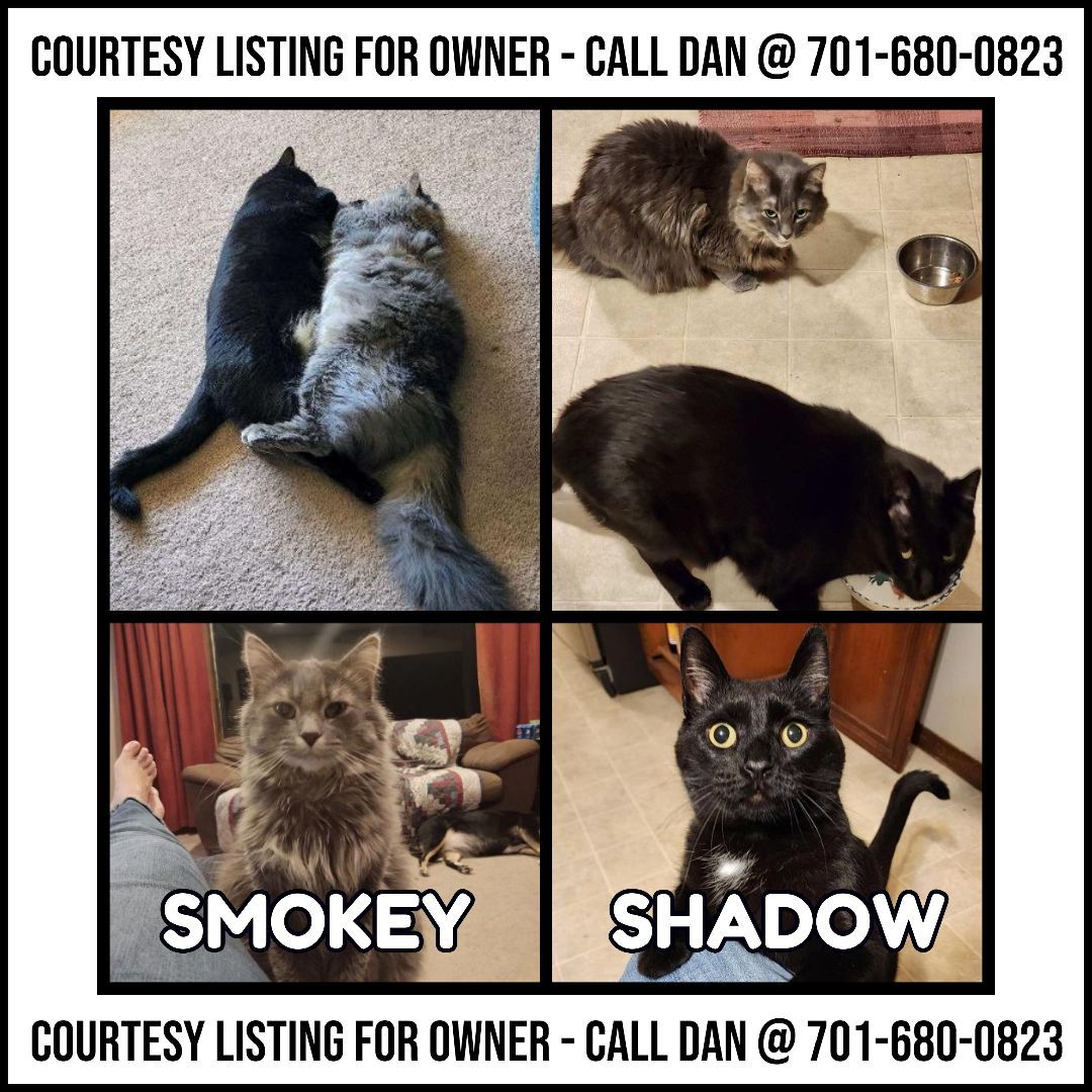 Shadow & Smokey (2 male cats) courtesy listing
