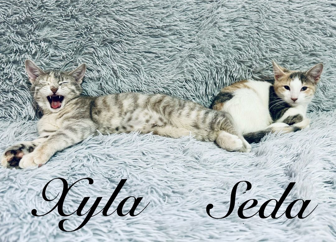 Seda & Xyla