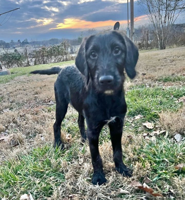 Brittany spaniel chocolate lab 2024 mix