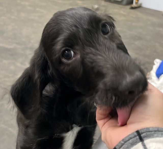 Brittany spaniel store chocolate lab mix