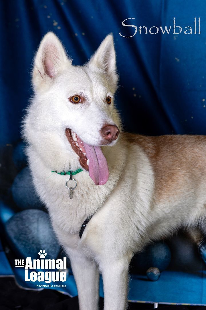 Snowball, an adoptable Husky & German Shepherd Dog Mix in Clermont, FL_image-5