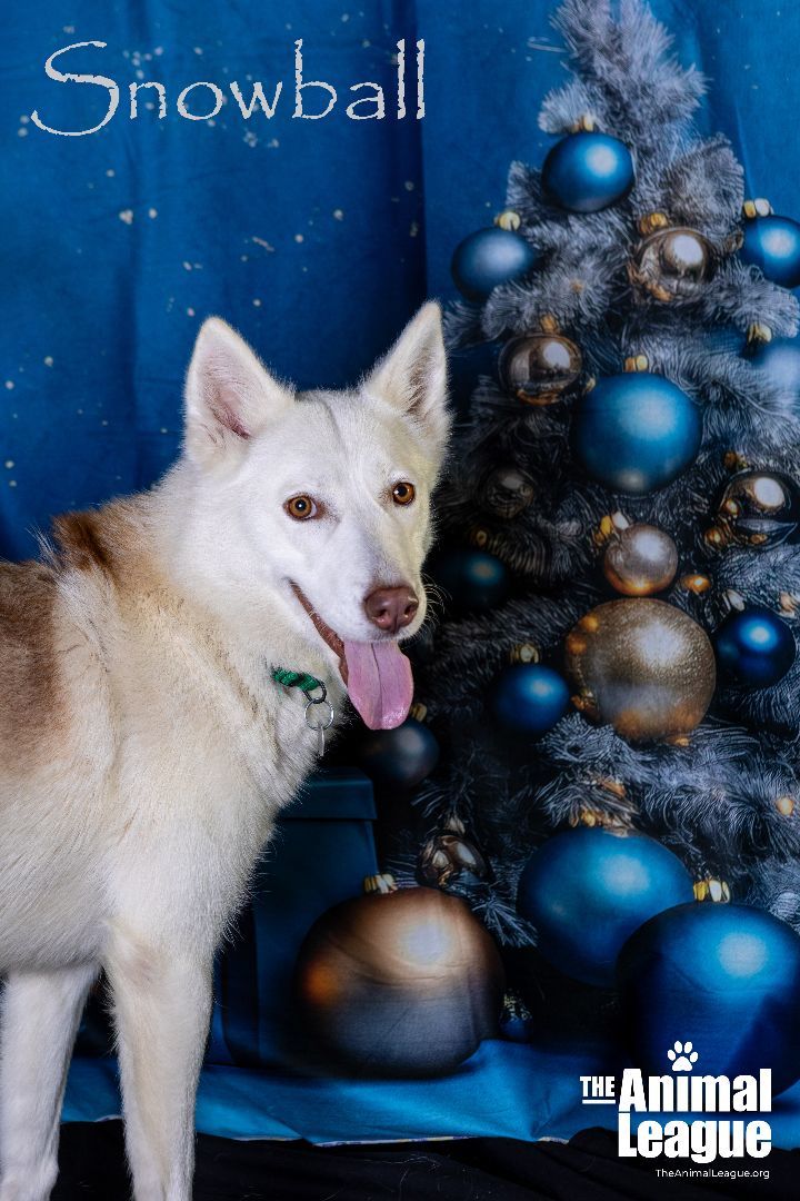 Snowball, an adoptable Husky & German Shepherd Dog Mix in Clermont, FL_image-1