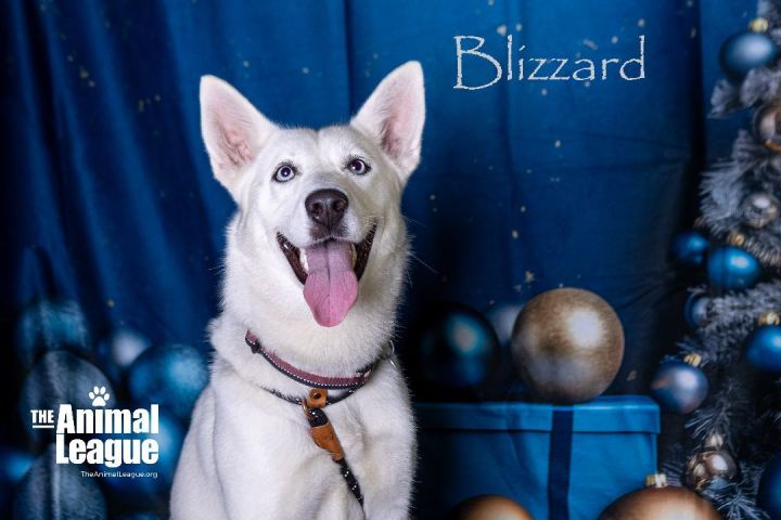 Blizzard, an adoptable German Shepherd Dog Mix in Clermont, FL_image-4