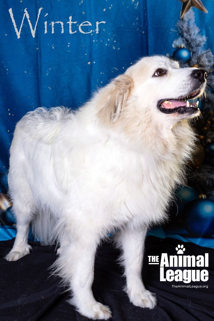 Winter, an adoptable Great Pyrenees Mix in Clermont, FL_image-2