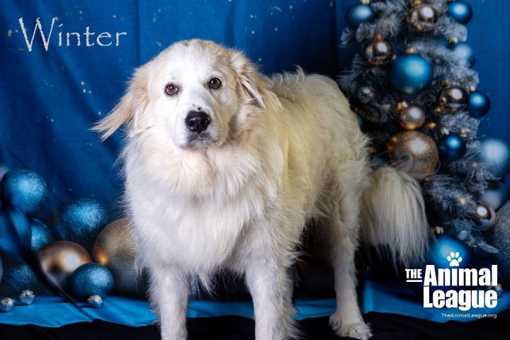 Winter, an adoptable Great Pyrenees Mix in Clermont, FL_image-3