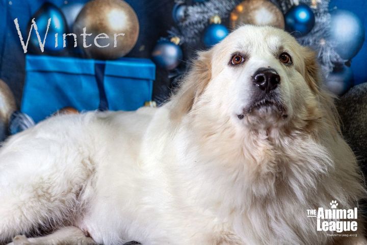 Winter, an adoptable Great Pyrenees Mix in Clermont, FL_image-4