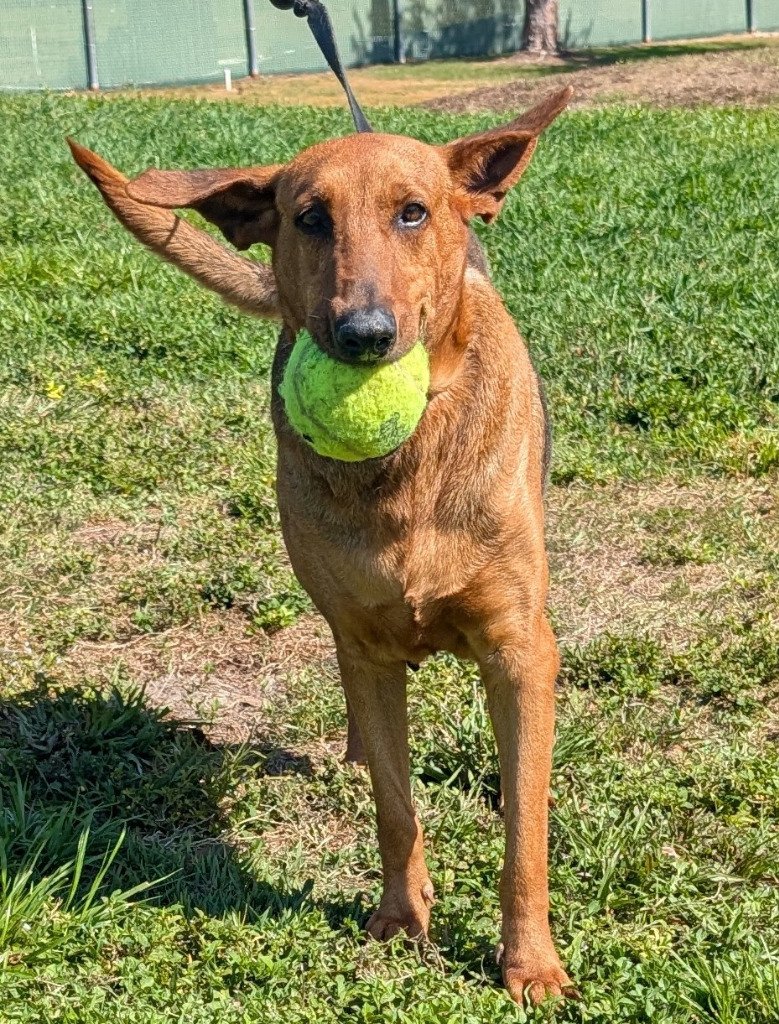 Hope - FULLY SPONSORED!, an adoptable Doberman Pinscher, Mixed Breed in Fort Myers, FL, 33912 | Photo Image 1