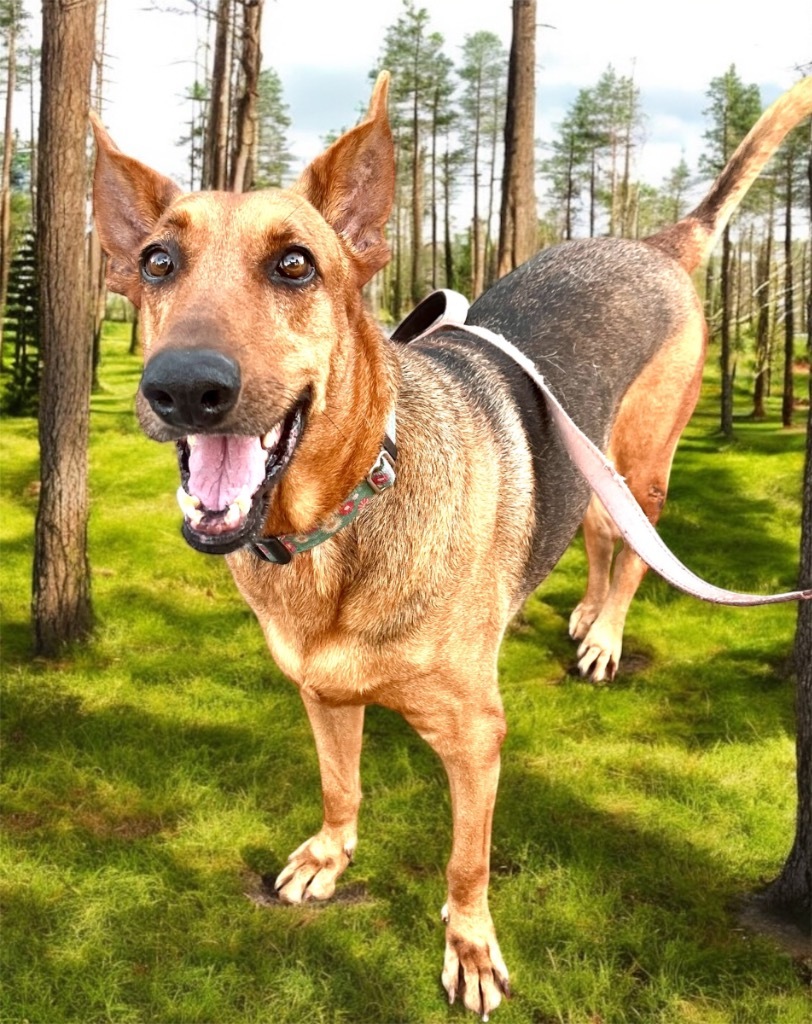 Hope - FULLY SPONSORED!, an adoptable Doberman Pinscher, Mixed Breed in Fort Myers, FL, 33912 | Photo Image 1
