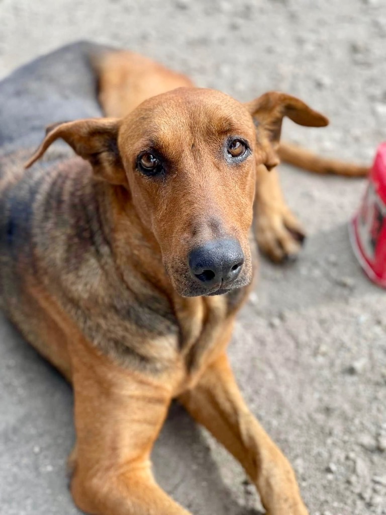 Hope - FULLY SPONSORED!, an adoptable Doberman Pinscher, Mixed Breed in Fort Myers, FL, 33912 | Photo Image 2