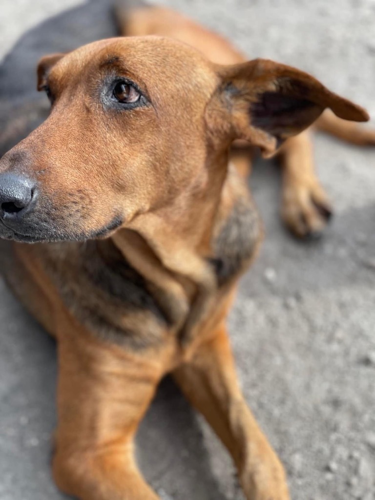 Hope - FULLY SPONSORED!, an adoptable Doberman Pinscher, Mixed Breed in Fort Myers, FL, 33912 | Photo Image 3