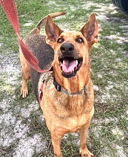 Hope - FULLY SPONSORED!, an adoptable Doberman Pinscher, Mixed Breed in Fort Myers, FL, 33912 | Photo Image 3