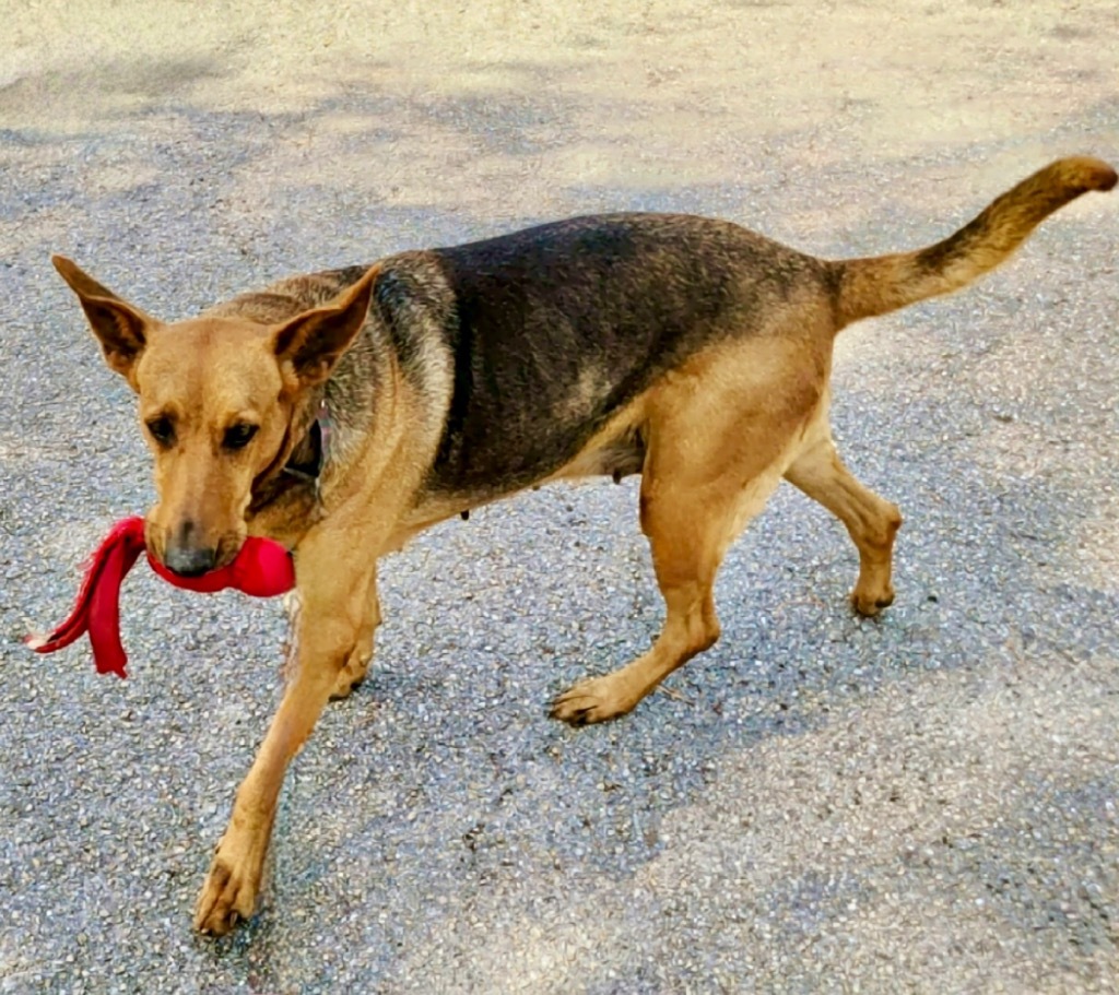 Hope - FULLY SPONSORED!, an adoptable Doberman Pinscher, Mixed Breed in Fort Myers, FL, 33912 | Photo Image 4