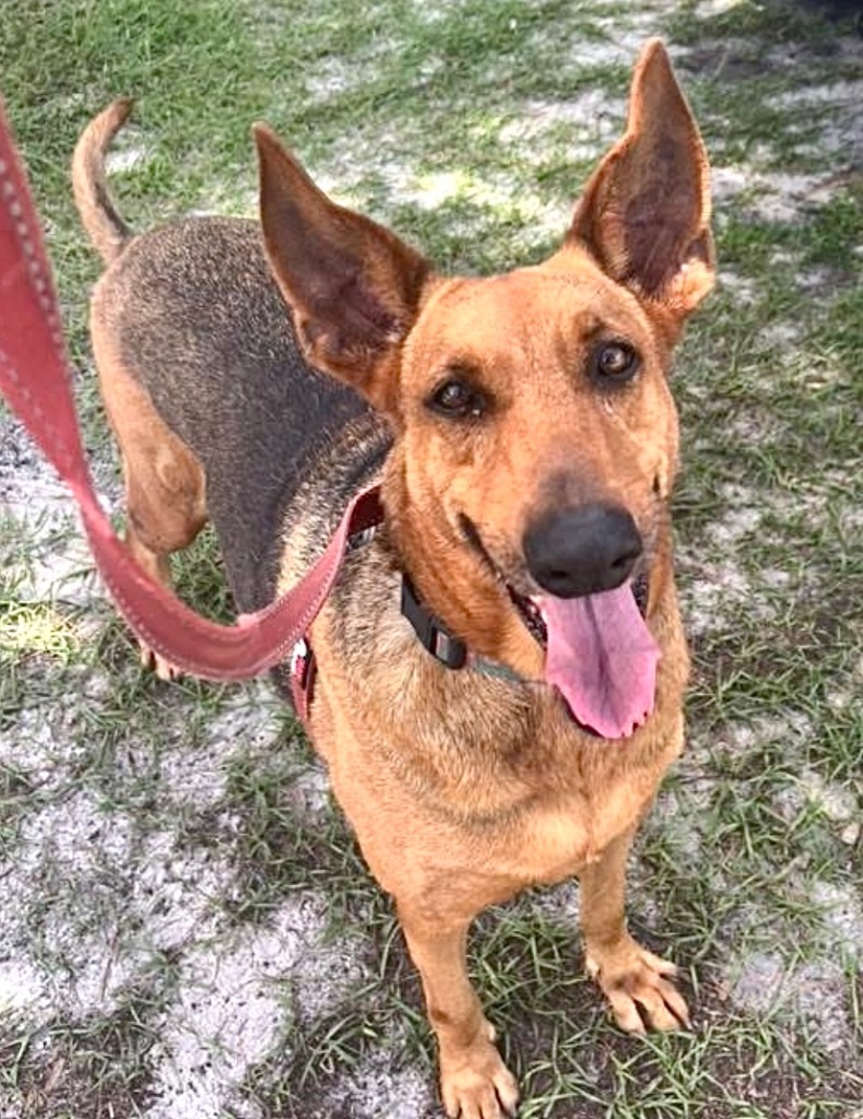 Hope - FULLY SPONSORED!, an adoptable Doberman Pinscher, Mixed Breed in Fort Myers, FL, 33912 | Photo Image 4