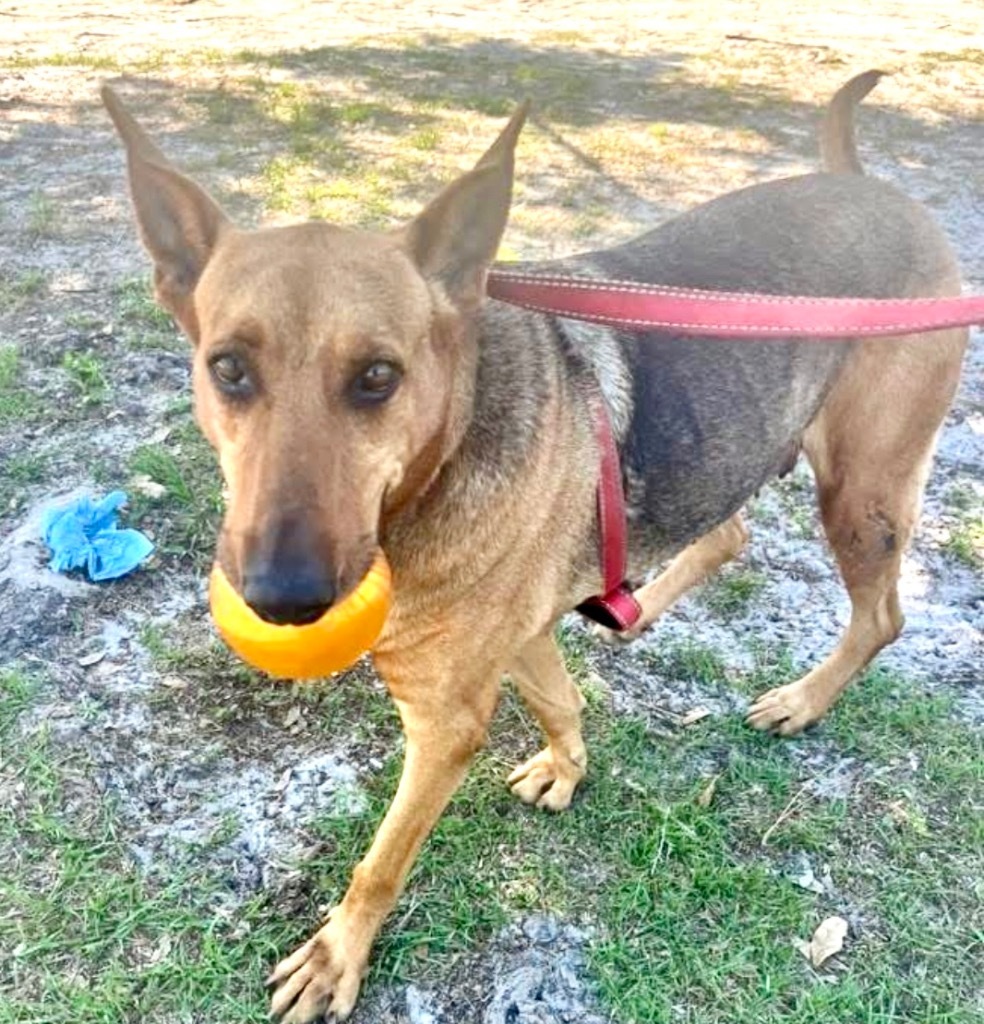 Hope - FULLY SPONSORED!, an adoptable Doberman Pinscher, Mixed Breed in Fort Myers, FL, 33912 | Photo Image 5