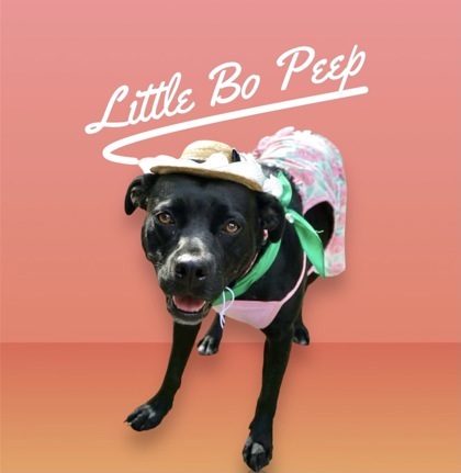 Little Bo Peep