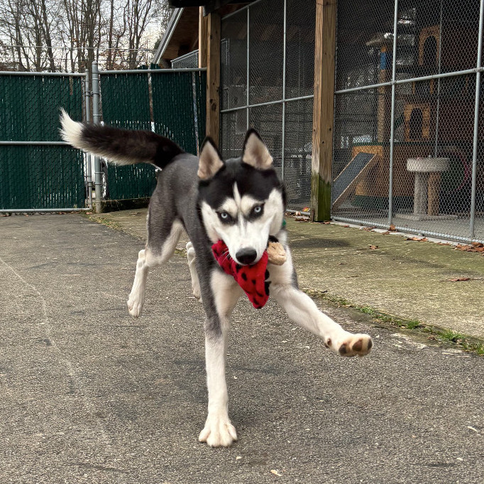 Aries, an adoptable Husky in Waynesburg, PA_image-5