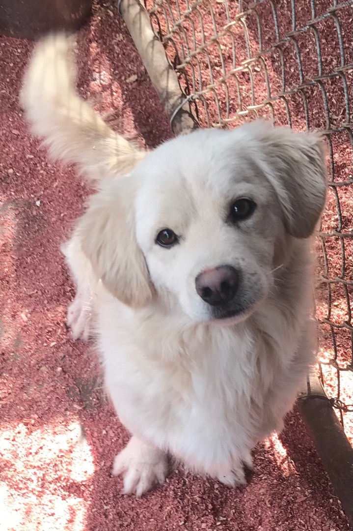 Corgi golden retriever store puppy