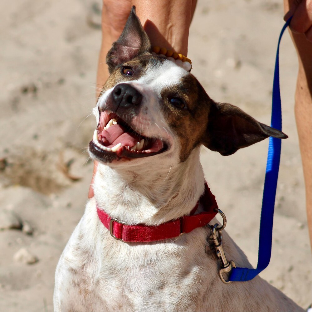 Louie, an adoptable Basenji, Mixed Breed in Seminole, FL, 33772 | Photo Image 1