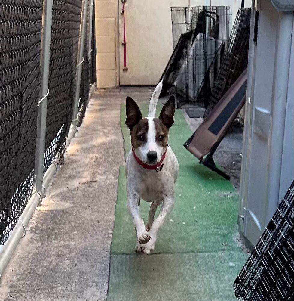 Louie, an adoptable Basenji, Mixed Breed in Seminole, FL, 33772 | Photo Image 2