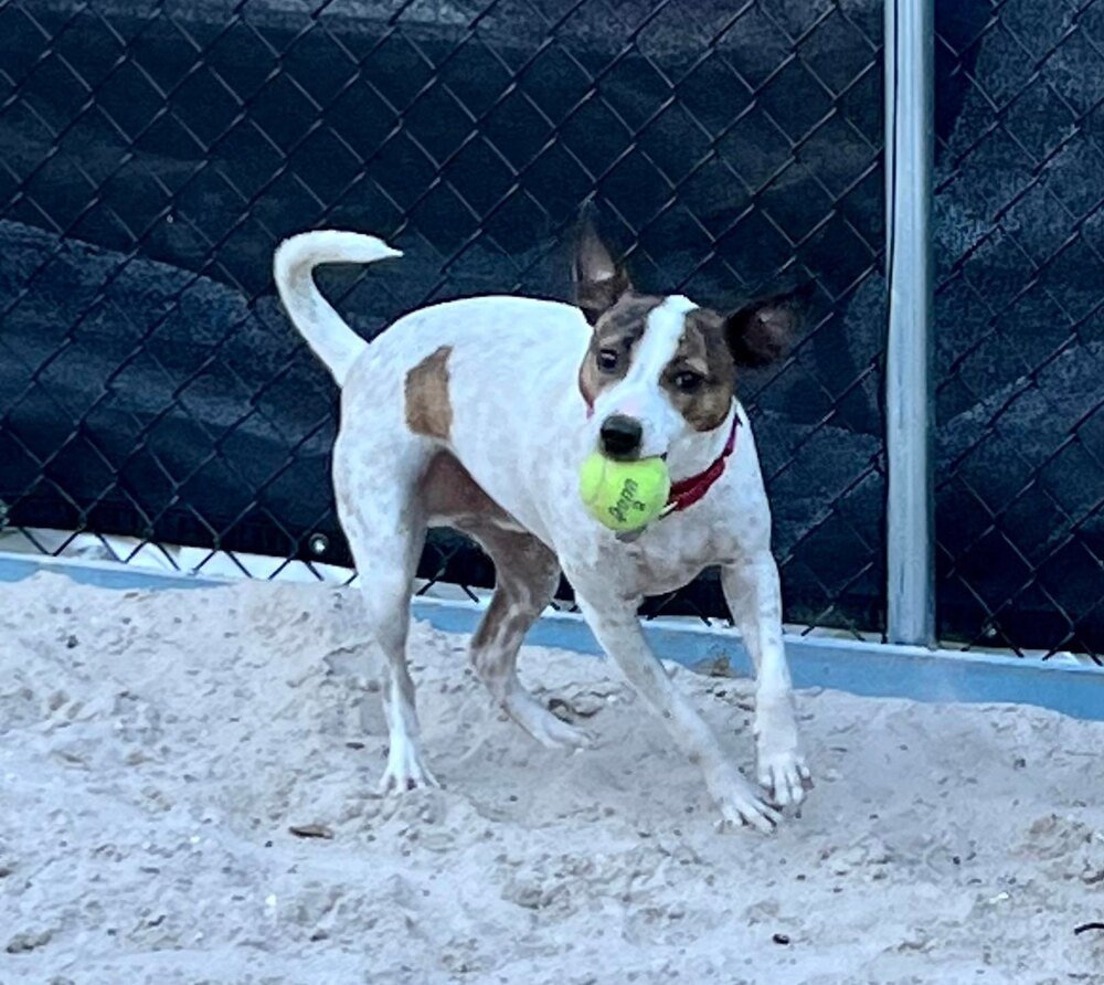 Louie, an adoptable Basenji, Mixed Breed in Seminole, FL, 33772 | Photo Image 3