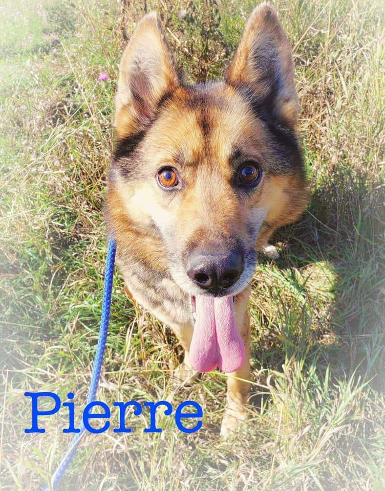 Pierre, an adoptable German Shepherd Dog in Edgar, WI, 54426 | Photo Image 1
