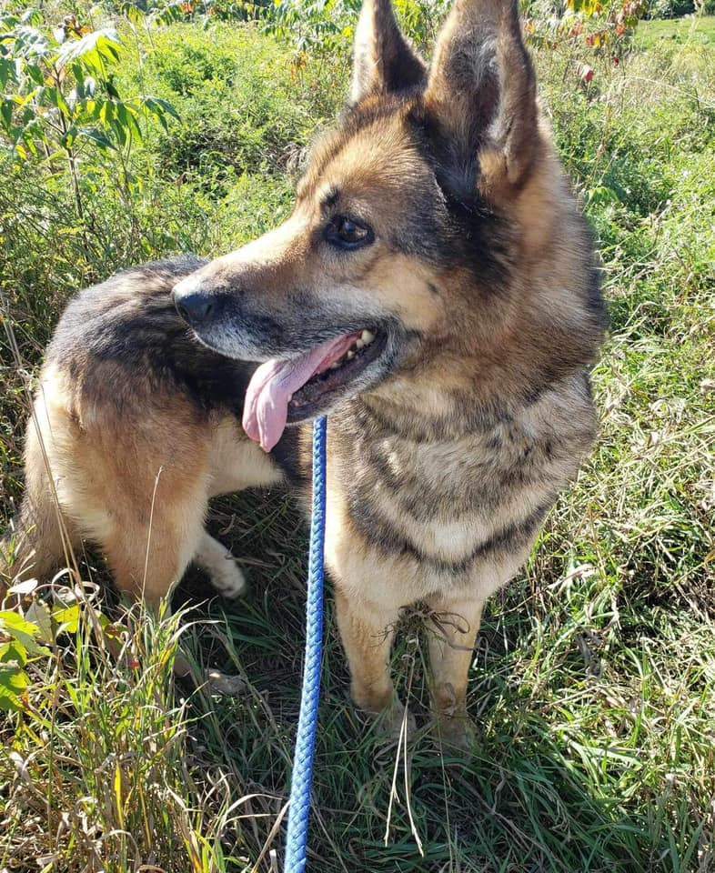 Pierre, an adoptable German Shepherd Dog in Edgar, WI, 54426 | Photo Image 2