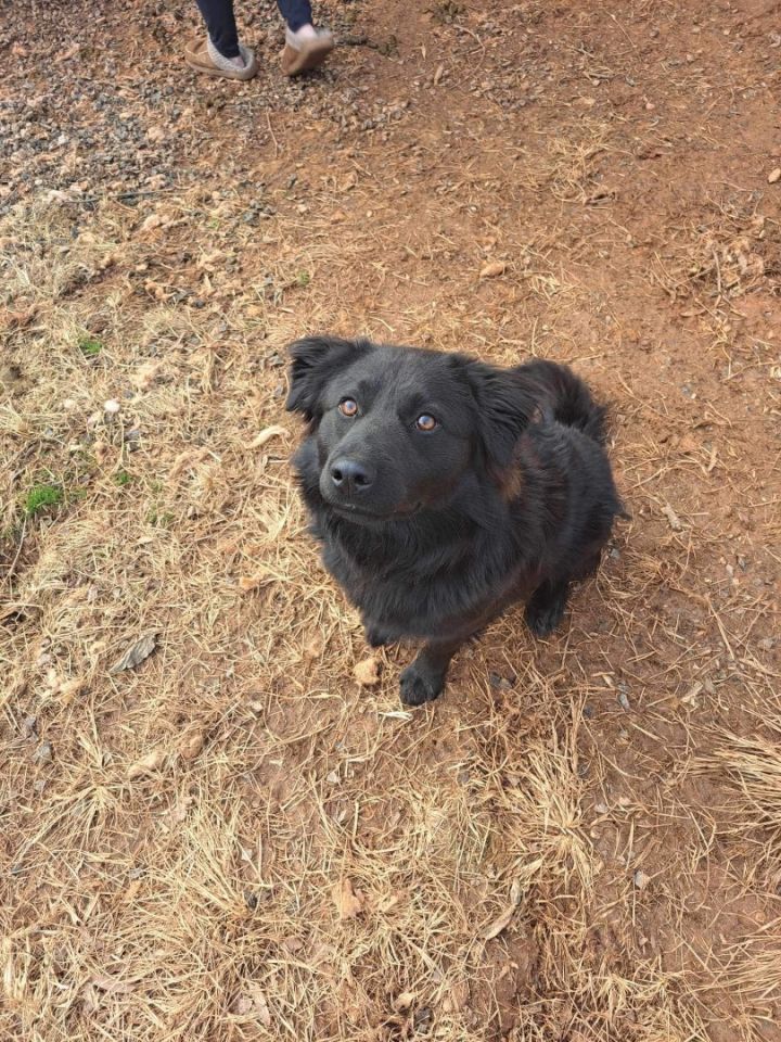 Great pyrenees best sale chow chow mix