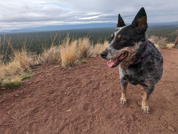 10 Things You Need To Know Before Adopting An Australian Cattle Dog