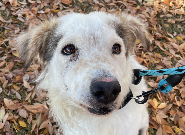 SHADOW, an adoptable Collie, Australian Cattle Dog / Blue Heeler in Tucson, AZ, 85745 | Photo Image 1