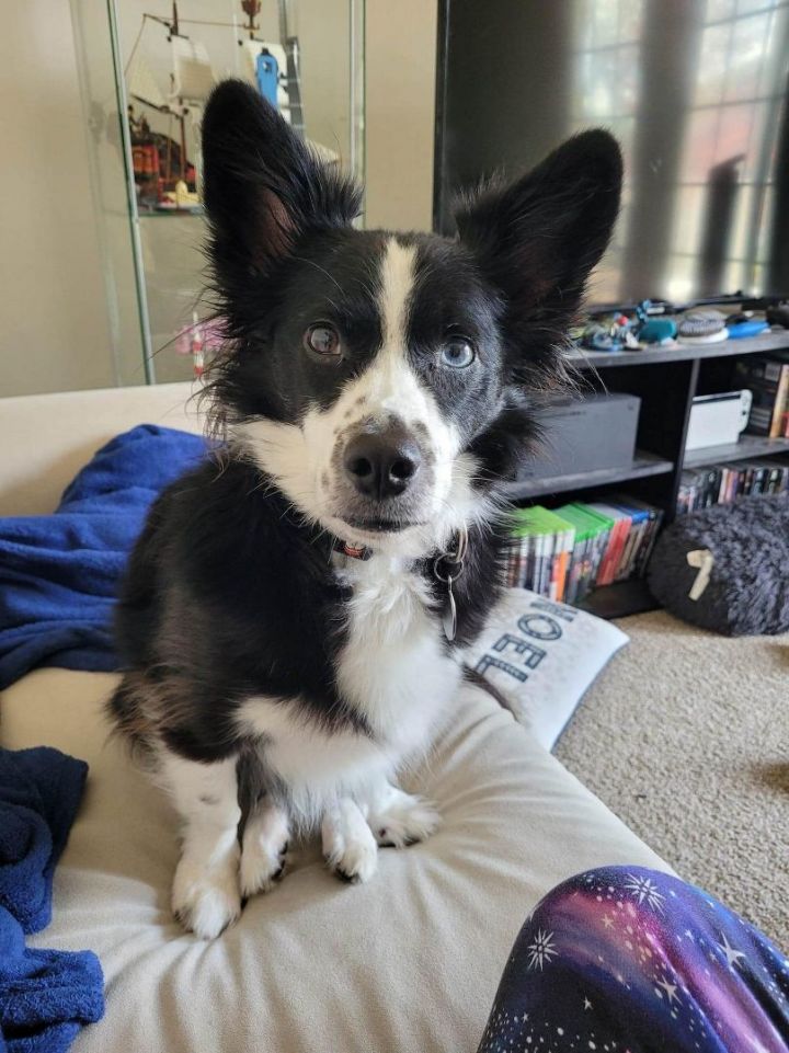 Border collie best sale corgi mix