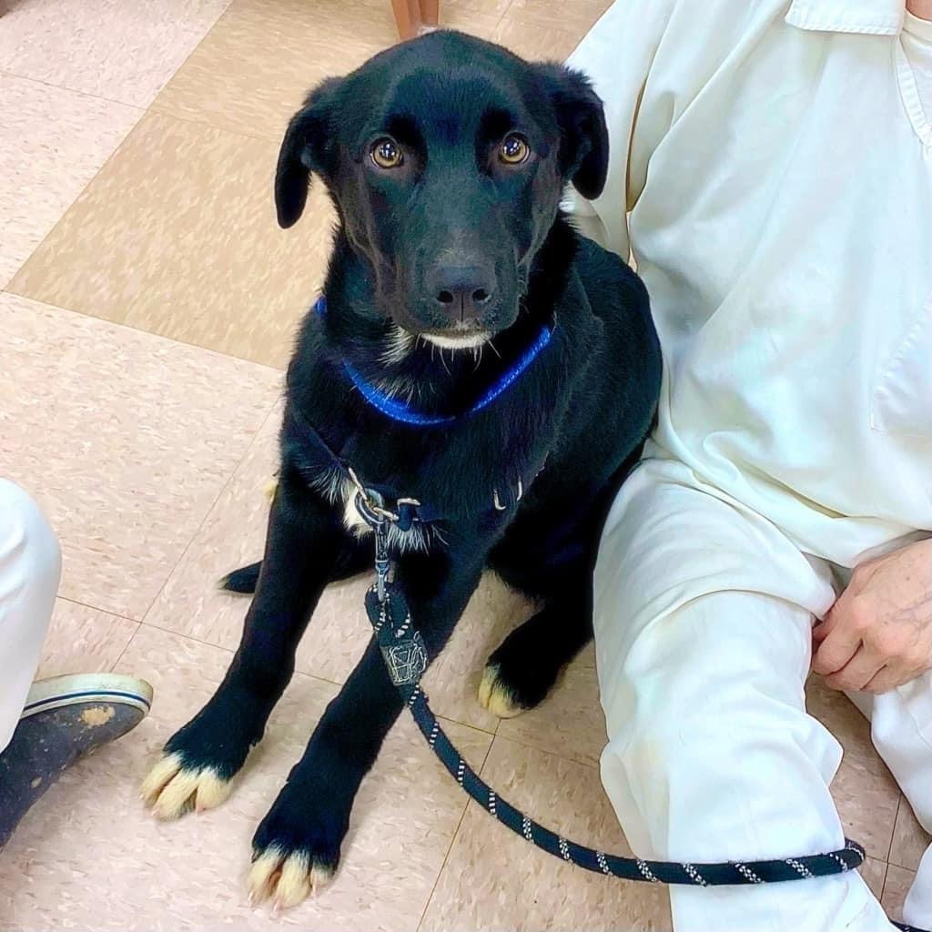 Kayce, an adoptable Shepherd, Border Collie in Batesville, AR, 72501 | Photo Image 1