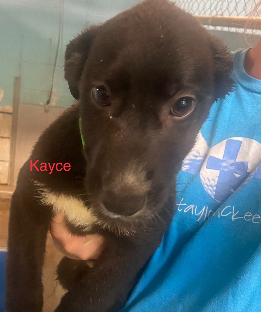 Kayce, an adoptable Shepherd, Border Collie in Batesville, AR, 72501 | Photo Image 2