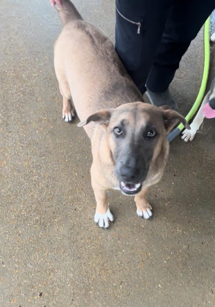 Ruby, an adoptable German Shepherd Dog in Ruston, LA, 71270 | Photo Image 1