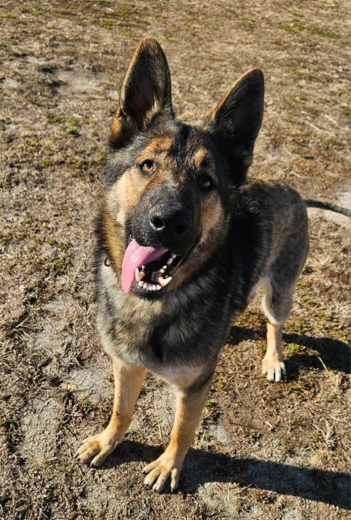 Dog for adoption - Oliver, a German Shepherd Dog in Shelby, NC | Petfinder