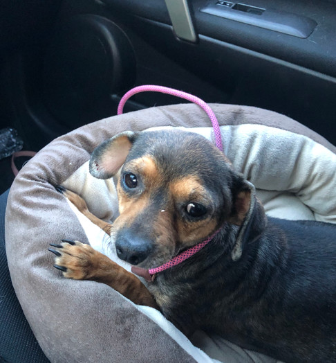 Dog for adoption - Carmela, a Chihuahua Mix in Hamden, CT | Petfinder