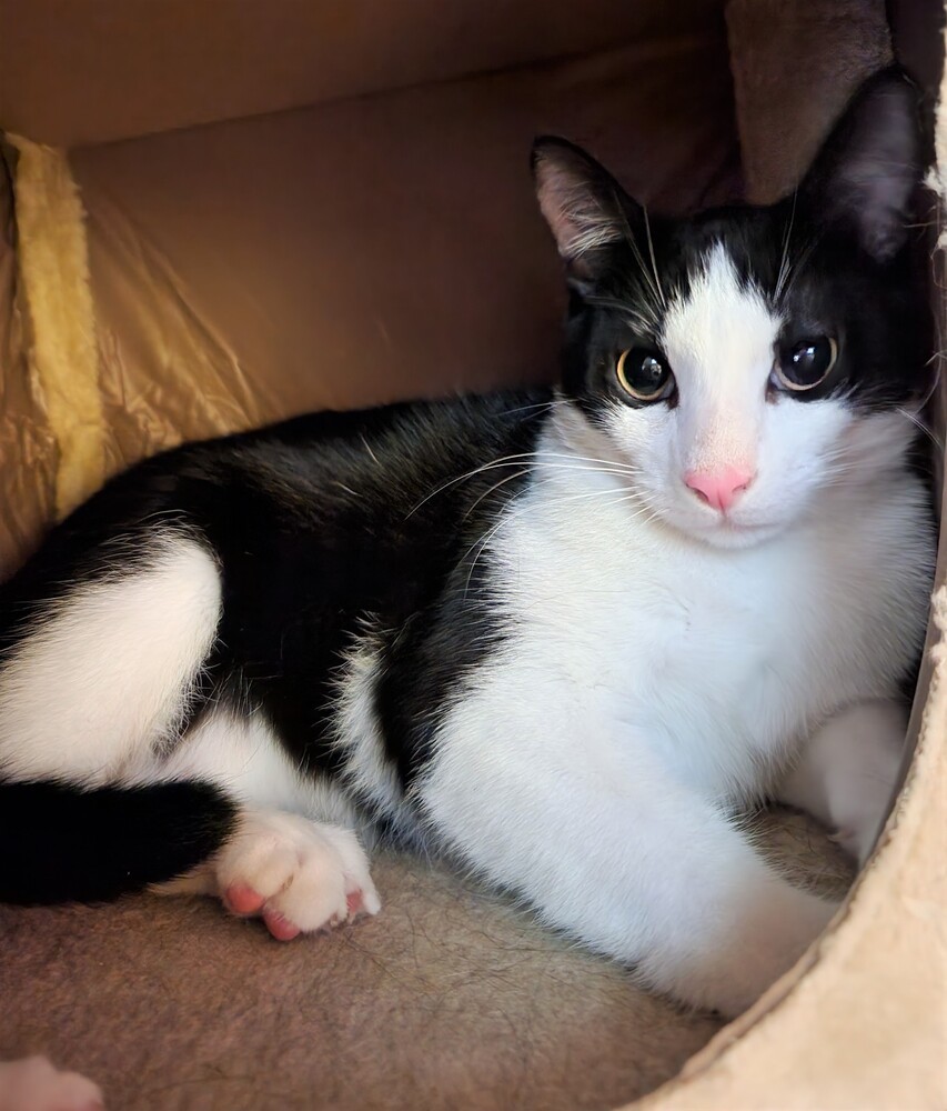 Slick - male, an adoptable Domestic Short Hair in Little Rock, AR, 72202 | Photo Image 1