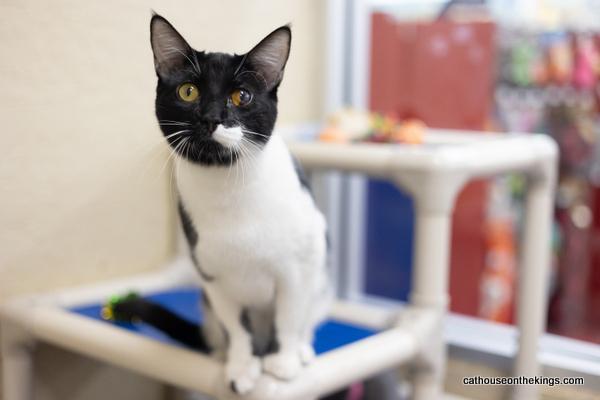 Webster, an adoptable Domestic Short Hair in Parlier, CA, 93648 | Photo Image 1