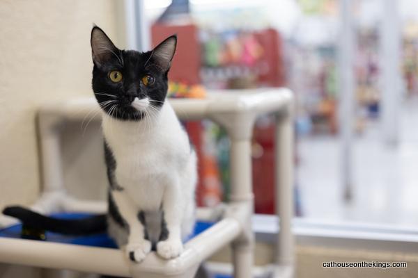 Webster, an adoptable Domestic Short Hair in Parlier, CA, 93648 | Photo Image 2