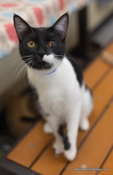 Webster, an adoptable Domestic Short Hair in Parlier, CA, 93648 | Photo Image 3