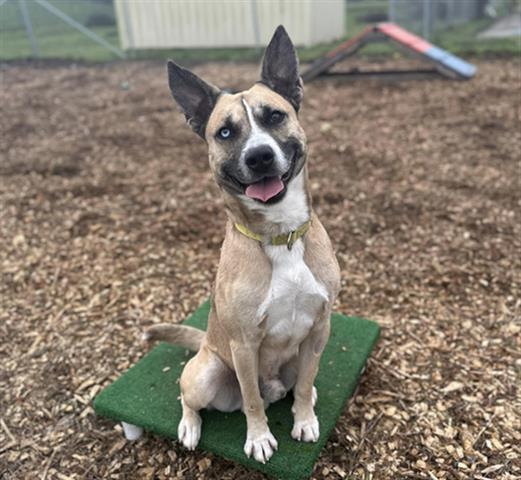 ODIE, an adoptable German Shepherd Dog, Mixed Breed in McKinleyville, CA, 95519 | Photo Image 1