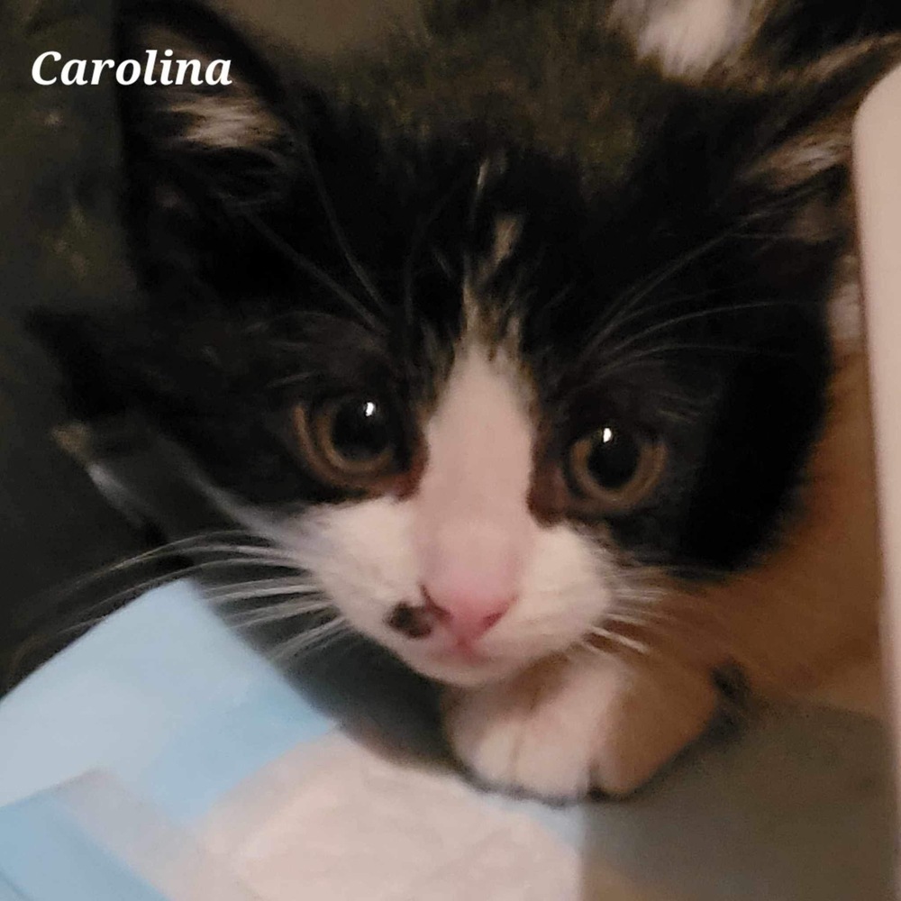 Carolina-Bonded with Cayenne, an adoptable Domestic Long Hair in Shawnee, OK, 74804 | Photo Image 1