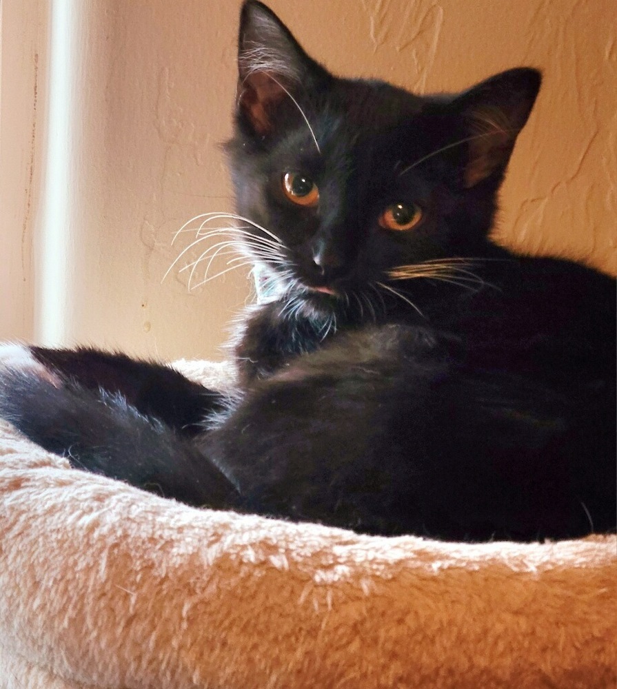 Cayenne-Barn kitty, an adoptable Domestic Long Hair in Shawnee, OK, 74804 | Photo Image 1