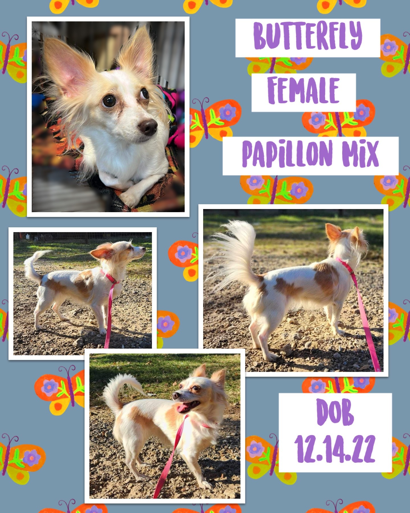 Petfinder papillon best sale