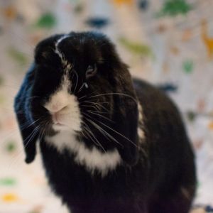 Onyx is a neutered dwarf  lop mix He is fully grown at 5lb and is estimated to be 56